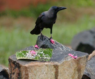 The Crow and Bali.